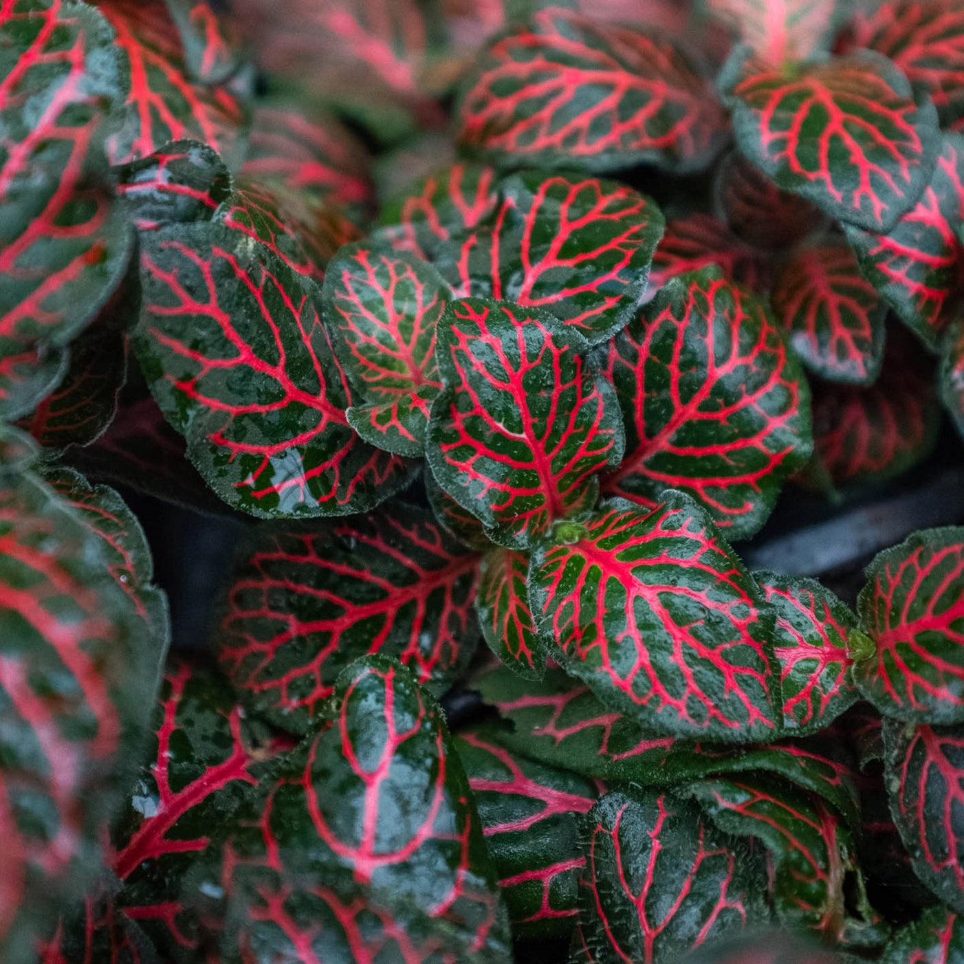 Red Fittonia