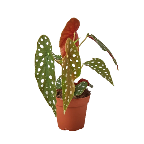 Begonia Maculata