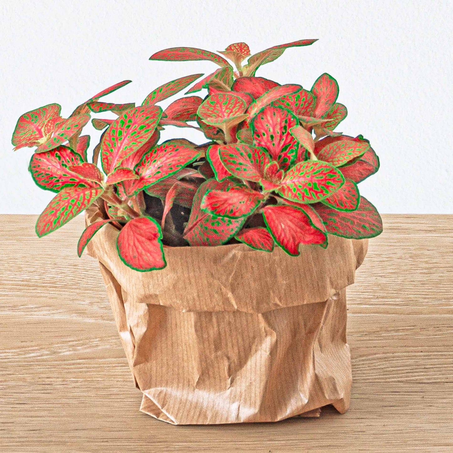 Red Fittonia